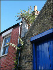 Cranham Street houseplants