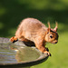 Young Red having figured out how to jump up onto the bird bath
