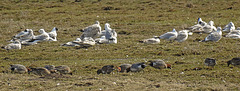 20180407 3699CPw [D~LER] Pfeifente, Lachmöwe, Sturmmöwe, Holtgaster See, Holtgasten