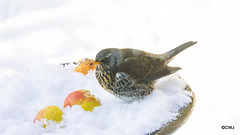 Fieldfare