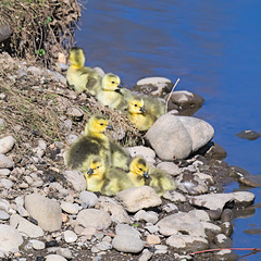 Goslings on the rocks