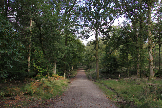 Forest Walk