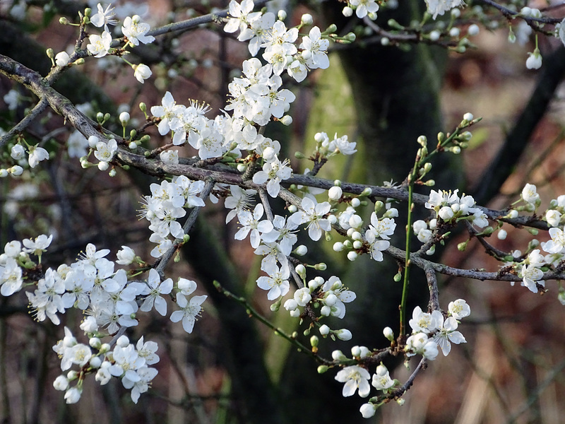 Damson blossom in RXIT