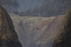 Bald Eagle at Chapman Point