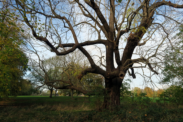 IMG 0432-001-Black Walnut Tree