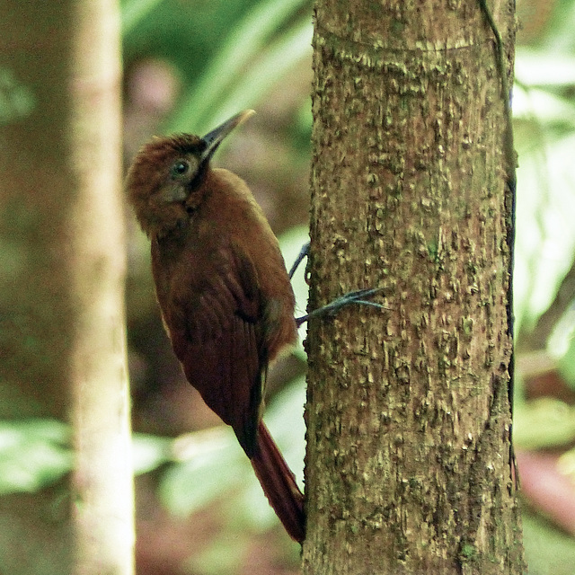 Plain Brown Woodcreeper, Bellbird walk