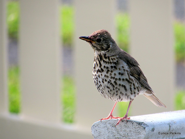 A Happy Thrush.