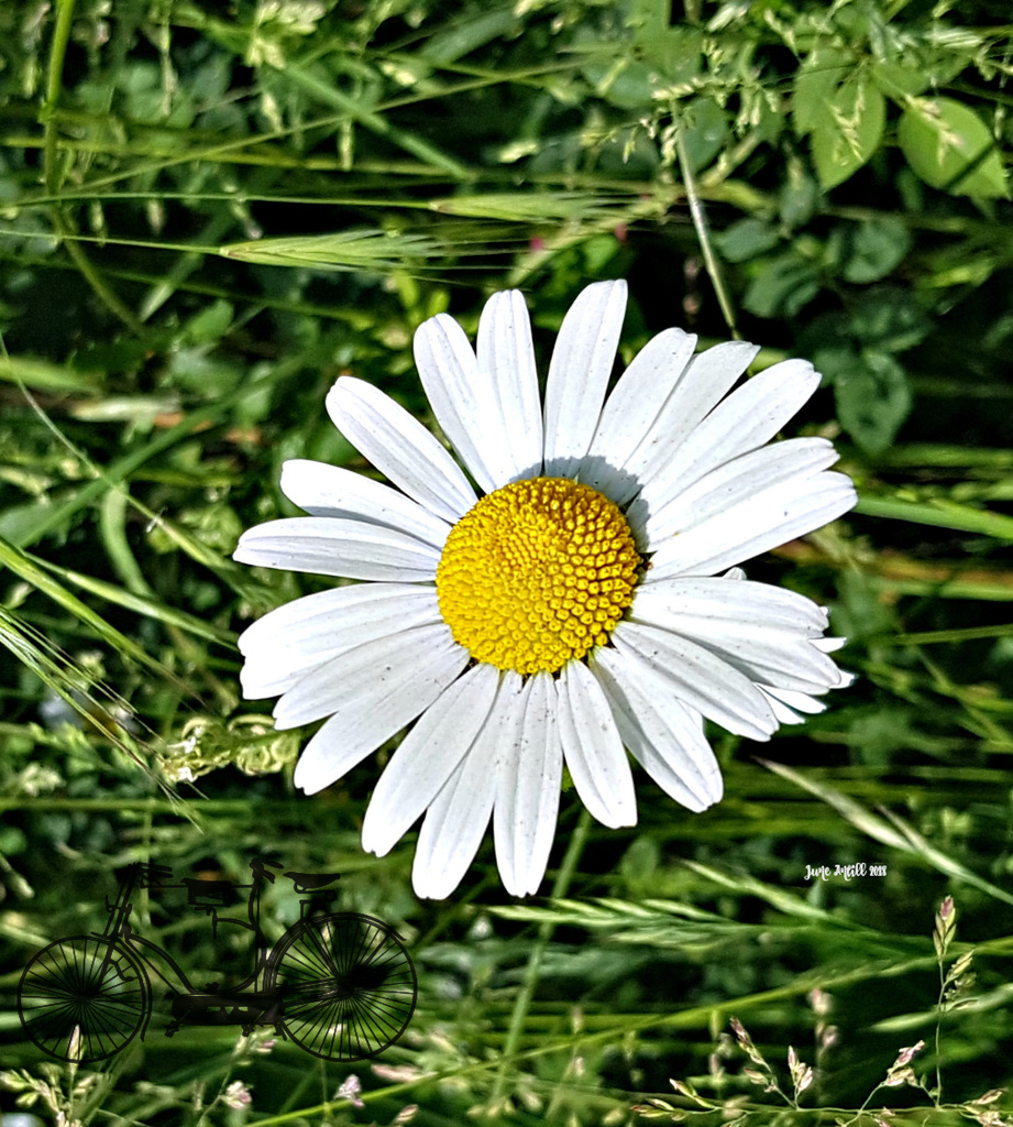 Just a daisy on the dog walk :-)