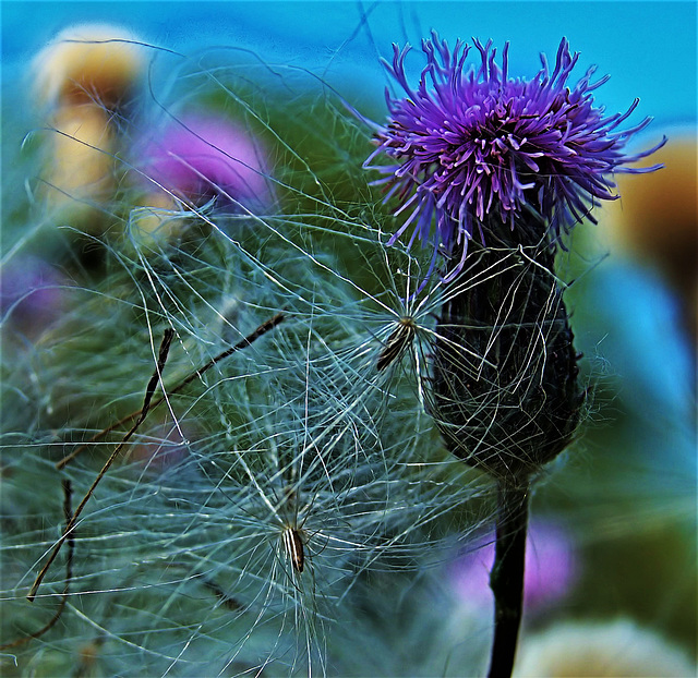 Thistles