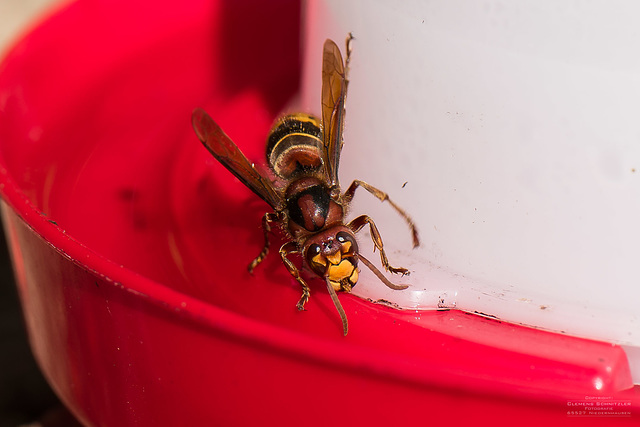 Hornisse an der Insektentränke I.