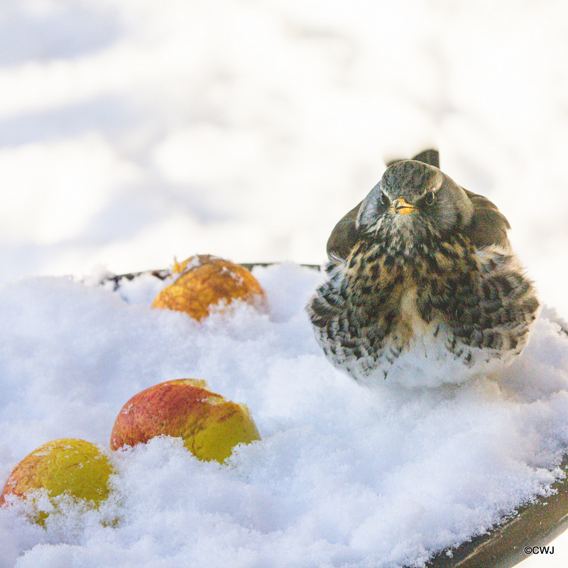 Fieldfare