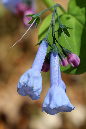 Wildflowers