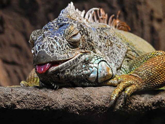 20210709 1571CPw [D~OS] Grüner Leguan, Zoo Osnabrück