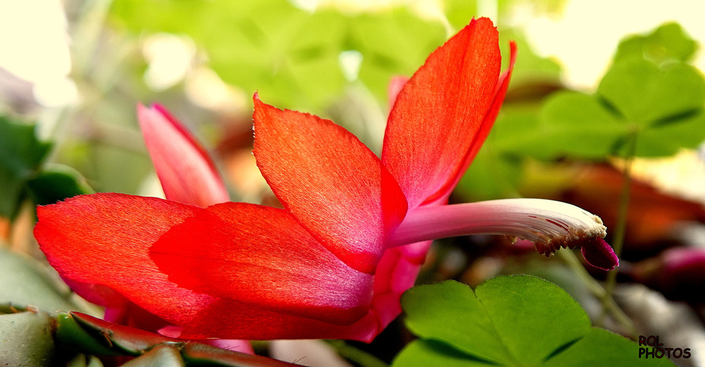 le 1° envol du Schlumbergera bridgesii