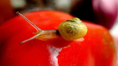 Oui mais lequel... vert ou rouge ?