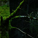 Fraxinus excelsior