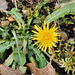 Mid-December dandelion