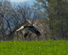 busard des roseaux