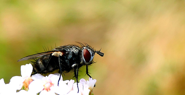 Arrêt sur image, lol !