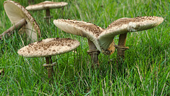 Riesenschirmlinge im Gras