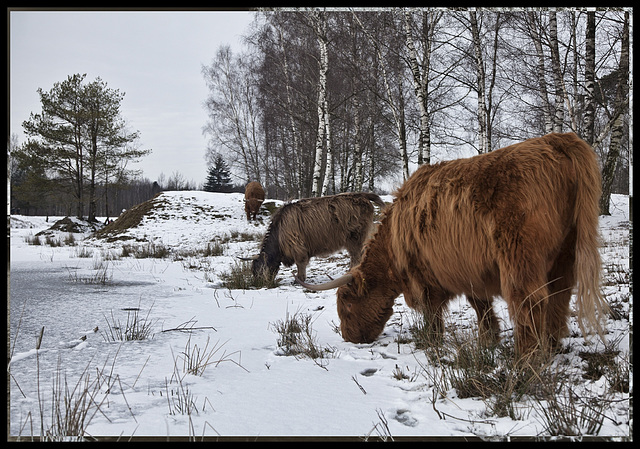 Scottish Highlanders in the snow..