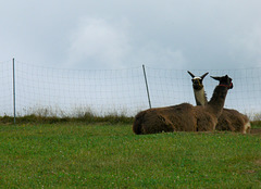 Lamas im Bayerischen Wald