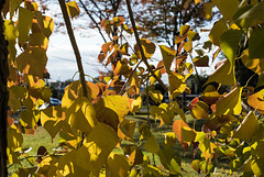 Chinese tallow tree