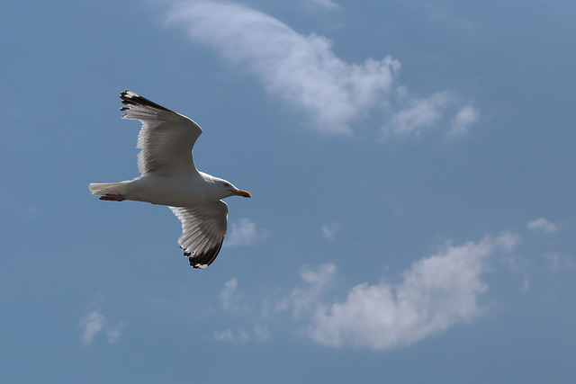 Herring gull over Stone Pier, Weymouth