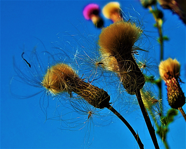 Thistles