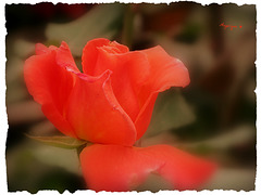 Cette Rose pour vous souhaiter un bon WE ....!