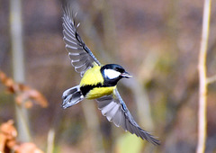 Kohlmeise im Flug