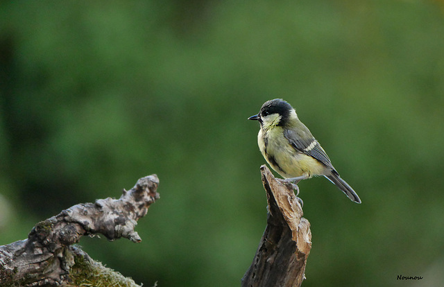 Mésange charbonnière juvénile.