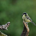 Mésange charbonnière juvénile.