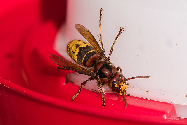 Hornisse an der Insektentränke II.