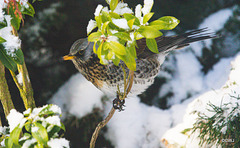 Fieldfare