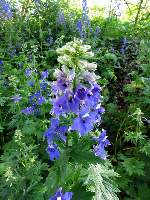 The lupines are here