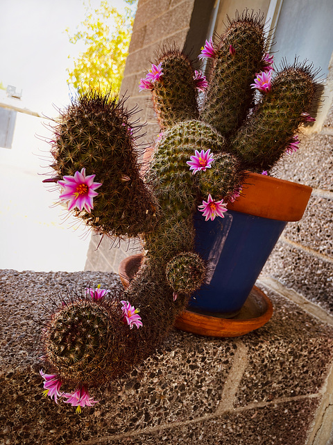 Arizona Fish-hook cactus blooms