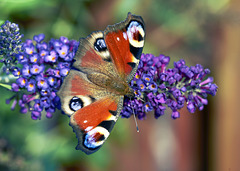 Peacock butterfly ,Dagpauwoog , Tagespfauenauge, etc etc  ...