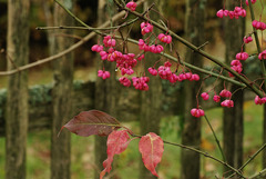 Euonymus & Fence