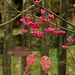 Euonymus & Fence