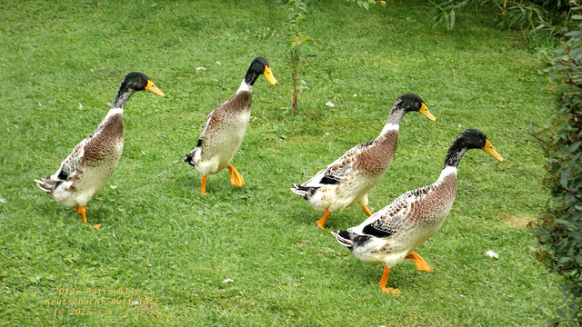 Laufenten-Patrouille