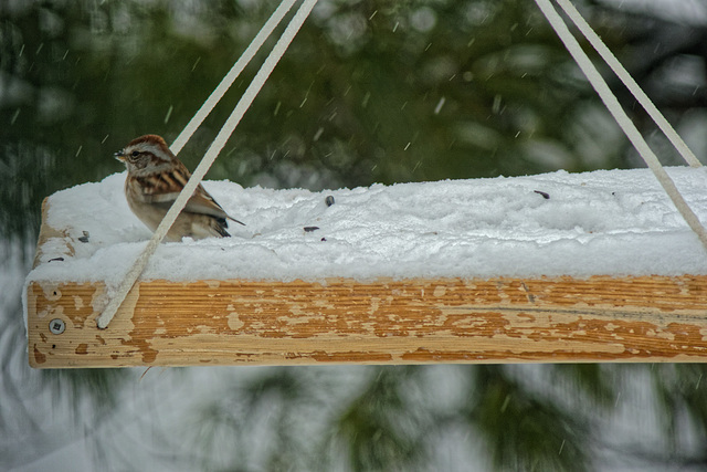 Hey! They've Put Out a New Feeder!