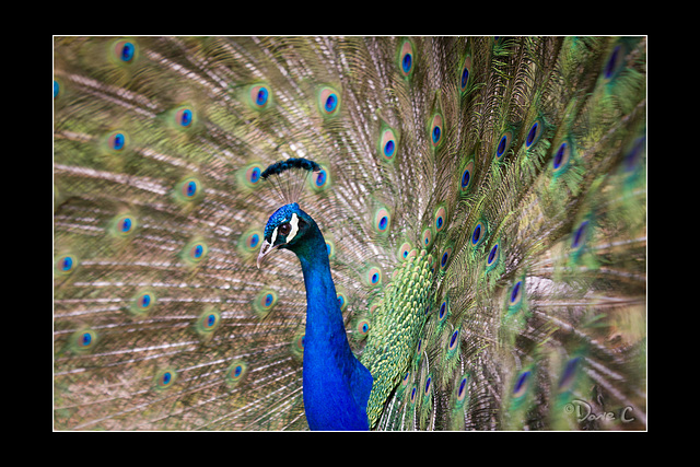 Peacock - Profile