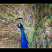 Peacock - Profile