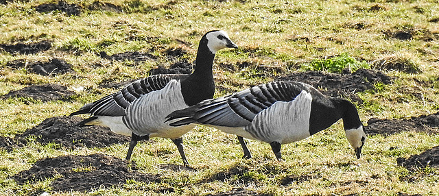 20180407 3701CPw [D~LER] Weißwangengans (Branta leucopsis), Holtgaster See, Holtgasten