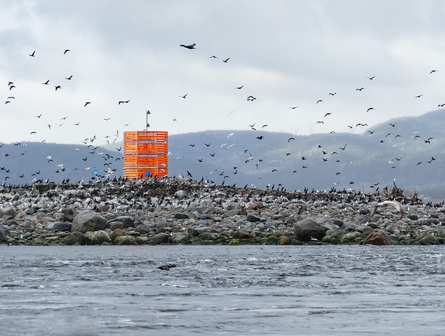 Day 11, Cormorants & Gulls seen from Juno