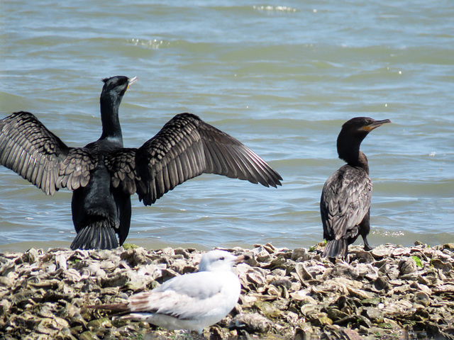 Day 3, Cormorants, Aransas boat trip - Neotropic Cormorant on the right