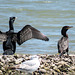 Day 3, Cormorants, Aransas boat trip - Neotropic Cormorant on the right