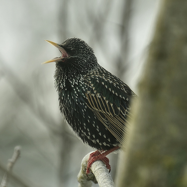 Sturnus vulgaris. Laut.