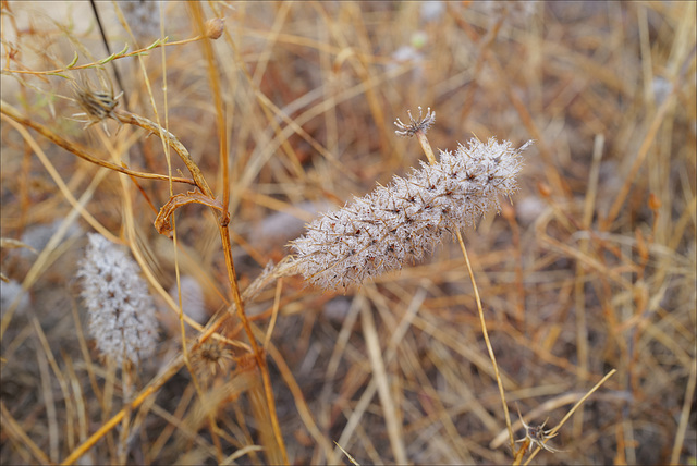 Thirsty Land Poetry, before rain season